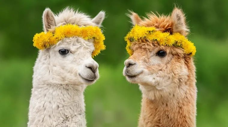 [KVIZ] Koliko znaš o ljamama?