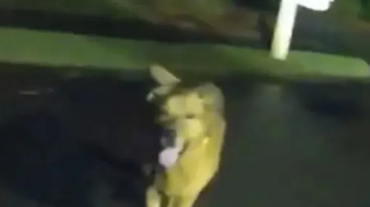 Pas heroj: Odveo policajku do ozlijeđene vlasnice i postao zvijezda