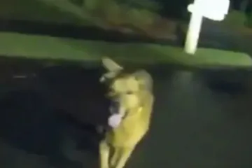 Pas heroj: Odveo policajku do ozlijeđene vlasnice i postao zvijezda