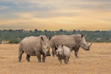 [KVIZ] Koliko znaš o nosorozima?