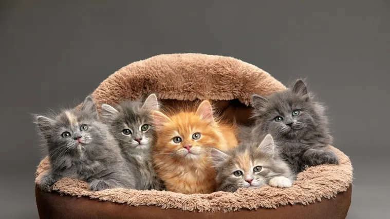 [KVIZ] Jesi li pravi mačkoljubac?