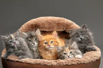 [KVIZ] Jesi li pravi mačkoljubac?