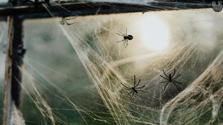 Stručnjaci preporučuju: 'Kuhajte kore naranče i riješit ćete se neželjenih gostiju'
