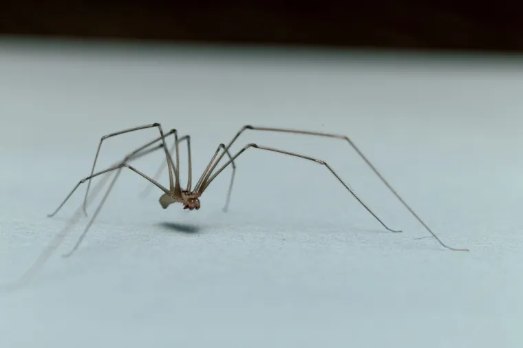 Stručnjaci preporučuju: 'Kuhajte kore naranče i riješit ćete se neželjenih gostiju'