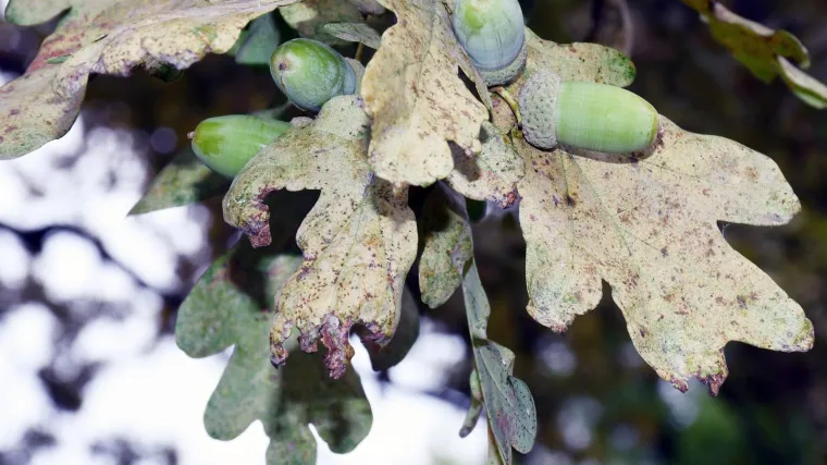 Opaka bolest zaustavila sakupljanje žira, ali ne u cijeloj Hrvatskoj: Možete fino zaraditi