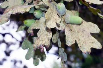 Opaka bolest zaustavila sakupljanje žira, ali ne u cijeloj Hrvatskoj: Možete fino zaraditi