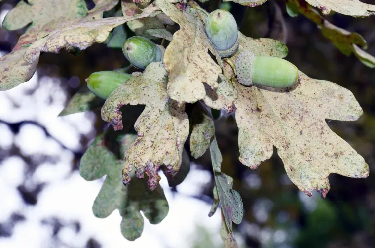 Opaka bolest zaustavila sakupljanje žira, ali ne u cijeloj Hrvatskoj: Možete fino zaraditi