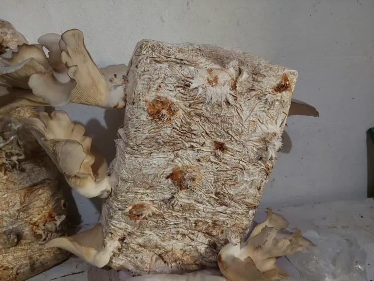 Recept za juhu od gljiva, lisnato tijesto s mljevenim mesom i gljivama te pohane bukovače