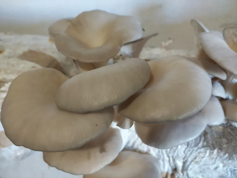 Recept za juhu od gljiva, lisnato tijesto s mljevenim mesom i gljivama te pohane bukovače