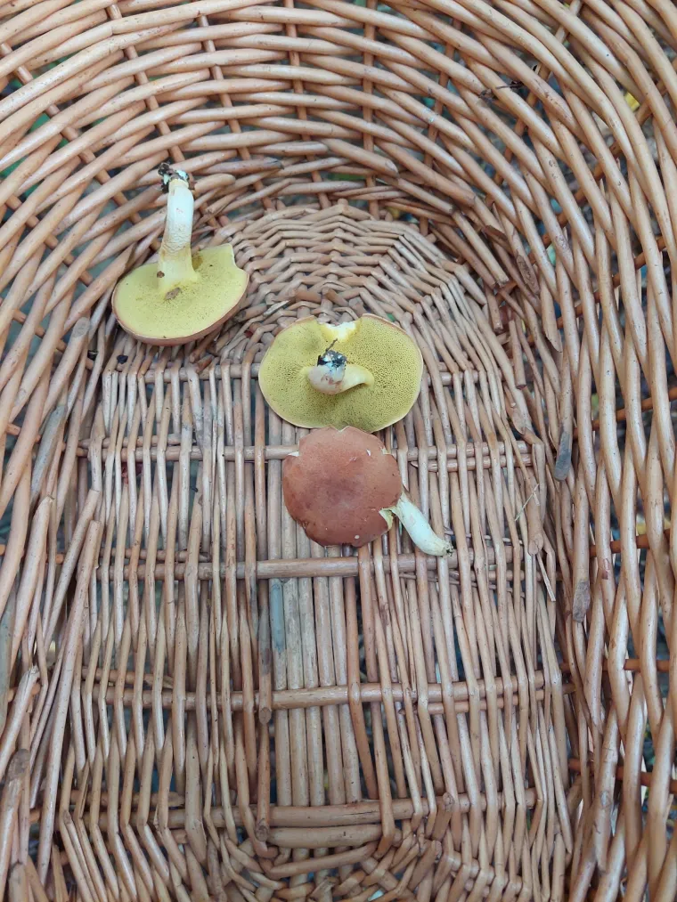 Recept za juhu od gljiva, lisnato tijesto s mljevenim mesom i gljivama te pohane bukovače