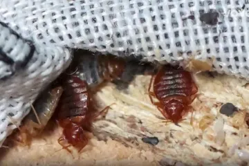 One su posvuda - u madracima, u posteljini, u štokovima: 'A mogu izazvati i anafilaktički šok!'