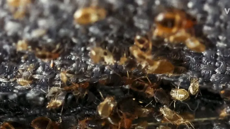 Ova bića šire se splitskim zatvorom... Ima ih posvuda i nisu bezazlena!