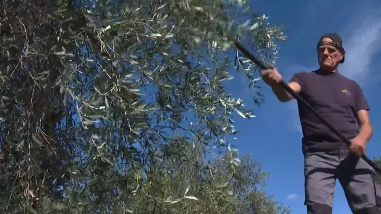 Traje berba maslina u Pakoštanima, ulja će biti dvostruko više nego lani