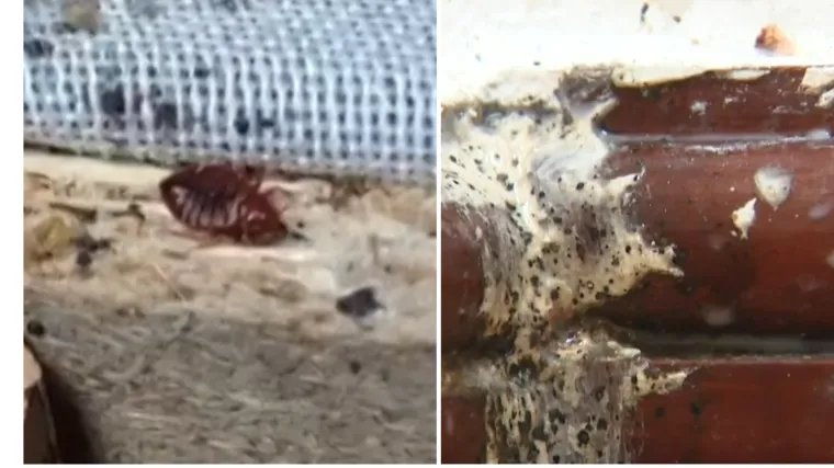 Male gadljive životinjice u hrvatskim zatvorima izazvale paniku i među policajcima: 'Možda ide tužba!'