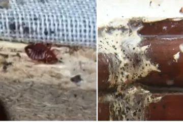 Male gadljive životinjice u hrvatskim zatvorima izazvale paniku i među policajcima: 'Možda ide tužba!'