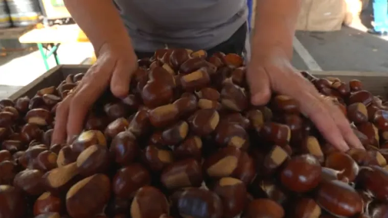 Koja je razlika između kestena i maruna? Doznali smo na tradicionalnoj jesenskoj manifestaciji