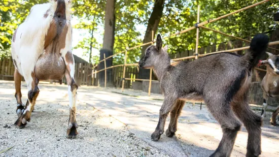 Stvarno!? Roditelji su radi ovoga zvali policiju u ZOO: 'Policija je došla privesti kozu'
