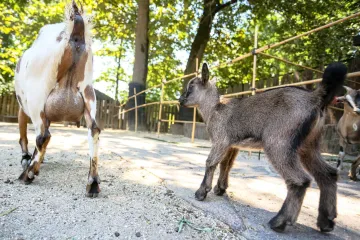 Stvarno!? Roditelji su radi ovoga zvali policiju u ZOO: 'Policija je došla privesti kozu'