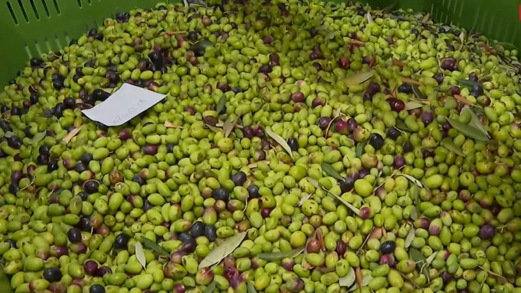Zlatno pitanje za zlatnu kaplju: Koliko će ove godine koštati litra maslinovog ulja?