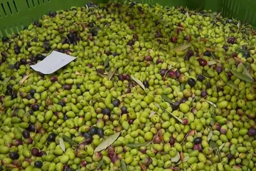 Zlatno pitanje za zlatnu kaplju: Koliko će ove godine koštati litra maslinovog ulja?