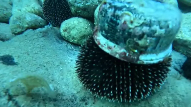 Ronioci čistili podmorje Jadrana pa snimili nevjerojatan prizor! Ježinac i na njemu - pašteta!
