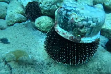 Ronioci čistili podmorje Jadrana pa snimili nevjerojatan prizor! Ježinac i na njemu - pašteta!