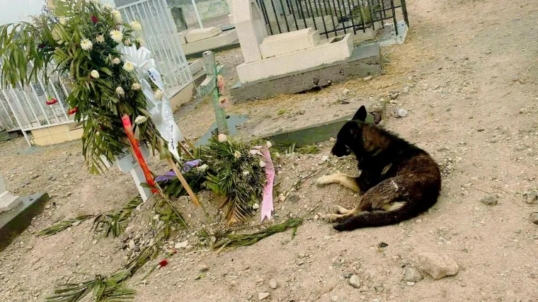 Psić danima leži uz grob vlasnice u nadi da će je ponovno ugledati, prizor slomio tisuće srca