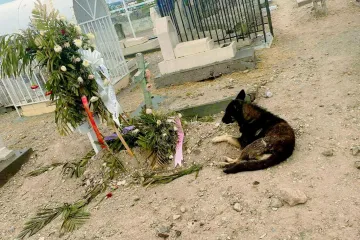 Psić danima leži uz grob vlasnice u nadi da će je ponovno ugledati, prizor slomio tisuće srca