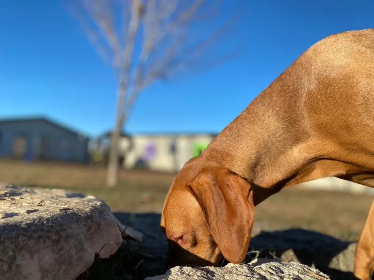 Pas neobičnim ritualom prije doručka privukao pažnju cijelog svijeta: 'I moj to radi'