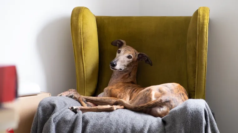 Pas neobičnim ritualom prije doručka privukao pažnju cijelog svijeta: 'I moj to radi'