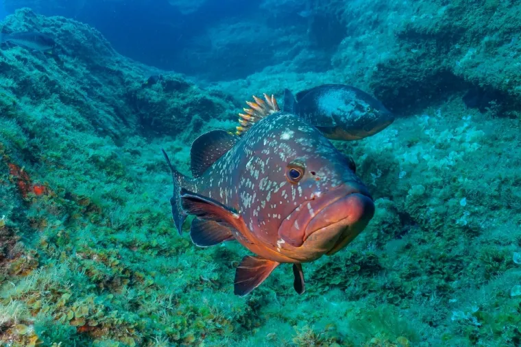 Jedna je riba skinula losos s trona, proglašena je najzdravijom na svijetu