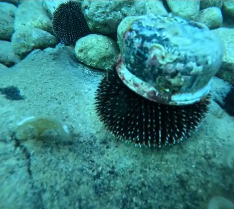 Hrvat iz mora izronio kameru i vratio snimke Rusu: Zahvalio se - kalašnjikovom! 'Što drugo?'