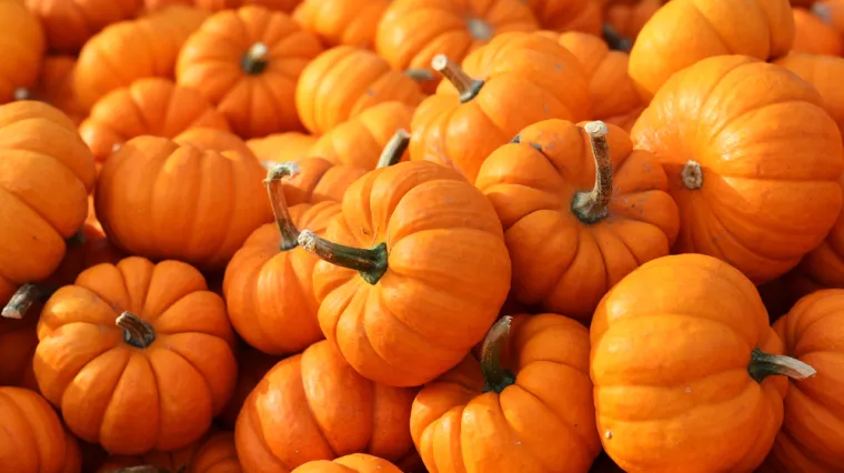 [KVIZ] Koliko zna&scaron; o bundevama?