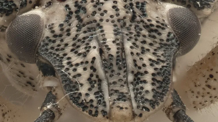 Prepoznajete li ovu životinju? Ovih je dana svuda oko vas i nehotice čini sve da vam ogadi živote