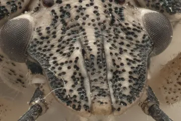 Prepoznajete li ovu životinju? Ovih je dana svuda oko vas i nehotice čini sve da vam ogadi živote