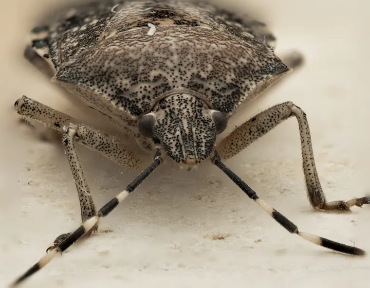 Prepoznajete li ovu životinju? Ovih je dana svuda oko vas i nehotice čini sve da vam ogadi živote