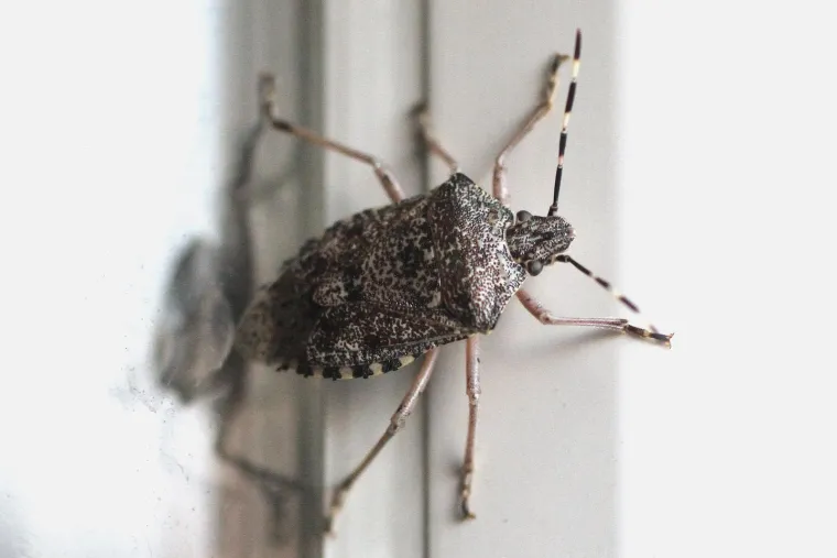 Hrvatska pod najezdom smrdljivih martina: Uz mali oprez možete ih se jednostavno riješiti