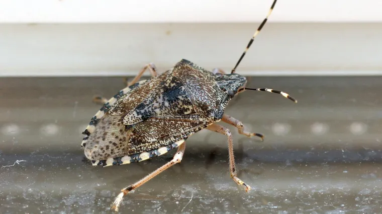 Hrvatska pod najezdom smrdljivih martina: Uz mali oprez možete ih se jednostavno riješiti