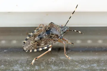 Hrvatska pod najezdom smrdljivih martina: Uz mali oprez možete ih se jednostavno riješiti