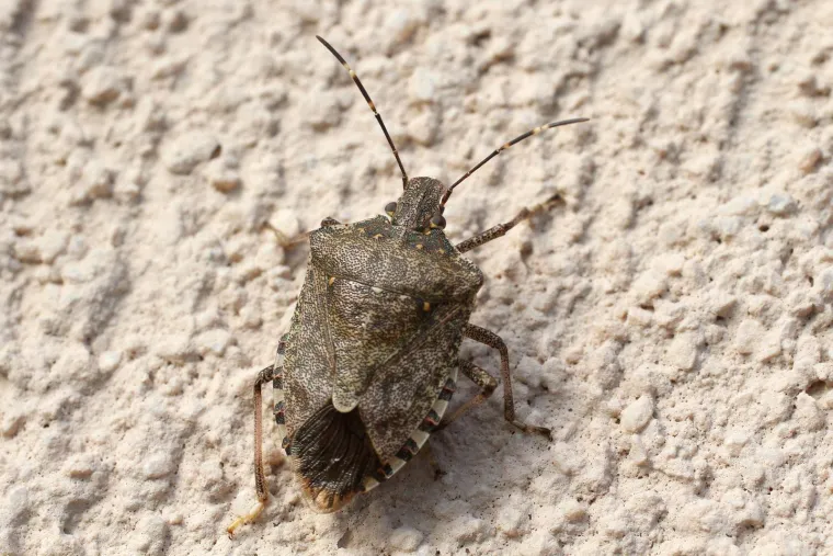 Hrvatska pod najezdom smrdljivih martina: Uz mali oprez možete ih se jednostavno riješiti