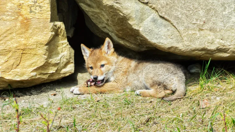 Mnogima nije uspjelo: Ako pronađete kojota u tri sekunde - imate snajperski vid!
