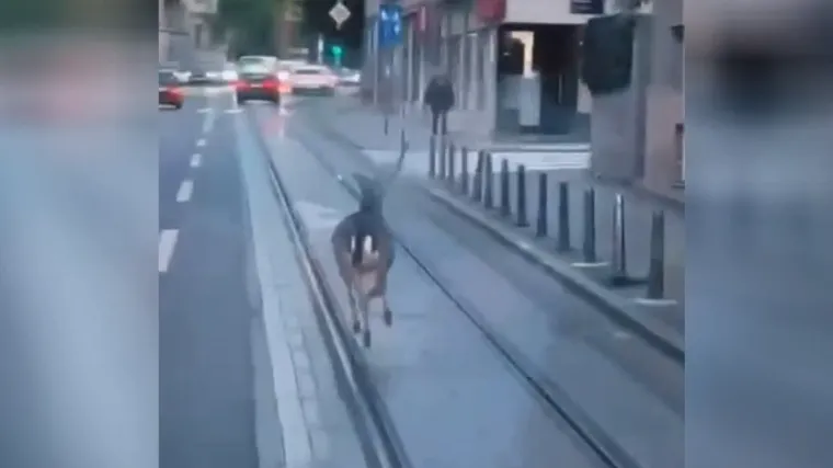 Divlji jelen kopitario cik-cak po centru metropole, stručnjak otkrio: 'Nalazimo mi svašta...'