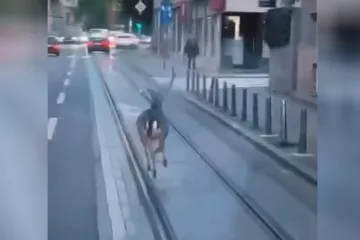 Divlji jelen kopitario cik-cak po centru metropole, stručnjak otkrio: 'Nalazimo mi svašta...'