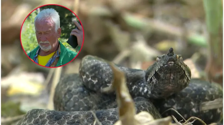 Poskoci padaju sa stabla, lovci u Zagvozdu šokirani: 'Da su došli psi, bilo bi problema'