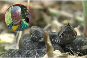 Poskoci padaju sa stabla, lovci u Zagvozdu šokirani: 'Da su došli psi, bilo bi problema'