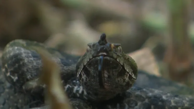 Lovci doživjeli neočekivani susret: 'Jedan mi je visio nad glavom'