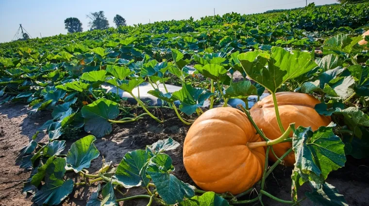 Majka izgubila kćer među lišćem: Ako je nađete u roku od pet sekundi, imate oči sokolove