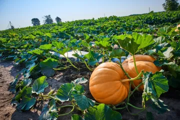 Majka izgubila kćer među lišćem: Ako je nađete u roku od pet sekundi, imate oči sokolove
