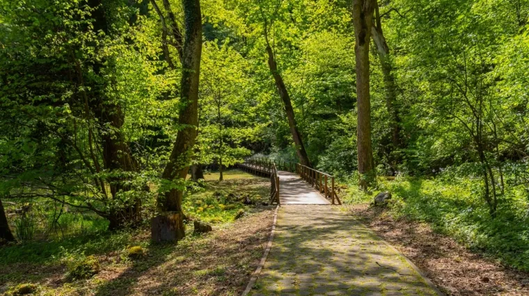 [KVIZ] Koliko znaš o drveću koje raste na području Hrvatske?