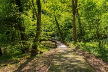 [KVIZ] Koliko znaš o drveću koje raste na području Hrvatske?